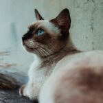 Brown and White Siamese Cat Beside Gray Wall