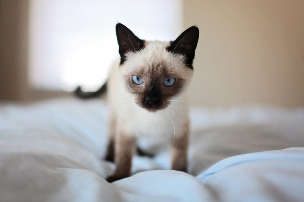 siamese-cat-596590 Siamese Cat